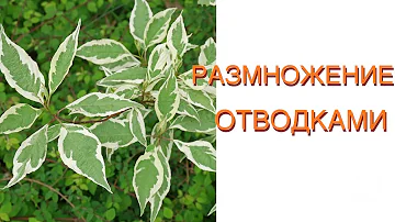 #49 РАЗМНОЖЕНИЕ ОТВОДКАМИ ЛИСТВЕННЫХ РАСТЕНИЙ НА ПРИМЕРЕ ДЕРЕНА БЕЛОГО!