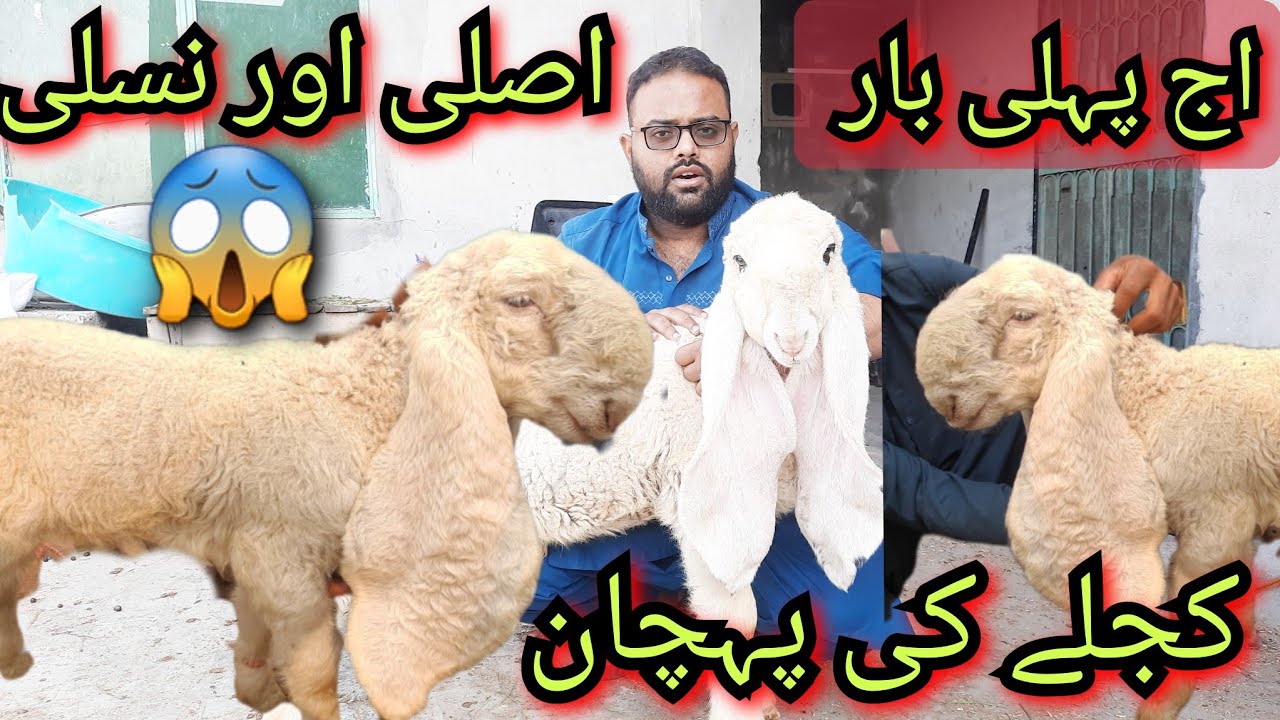 Kajle Ki Pehchan| Pure Kajle Ki Khas Nishanian| Achi Nasal Ka Kajla Kahan Se Milta He| Sargodah|LHR|