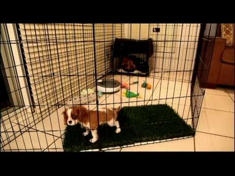 Long Term Confinement Area For Puppies By Urban Dog Training