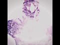 Godzilla edit (why does bro keep on evolving )