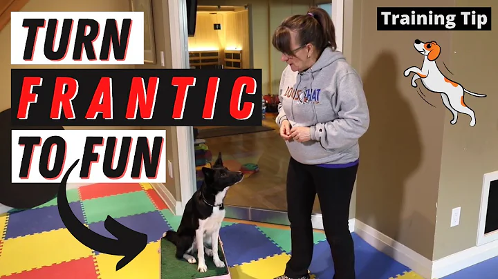 Susan Garrett's Tip for Training Frantic Dogs: Sti...