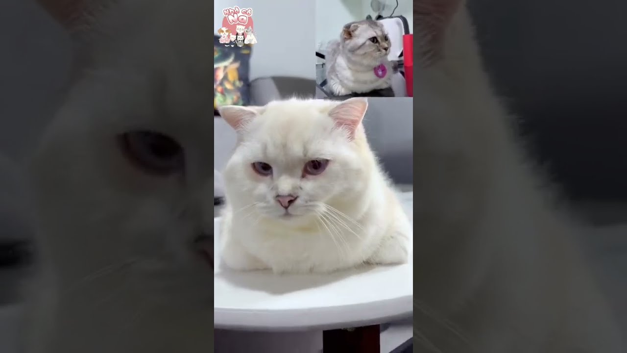 nhacona - In tư bé Dâu