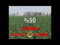 السنابل لاند أعلان السنابل لاند
