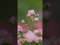 2026/04/28 #山下公園 #未来のバラ園 #LUMIX #S1RII #BRAW #Cinematic #8K動画 #flowers #rose #garden #薔薇 #yokohama