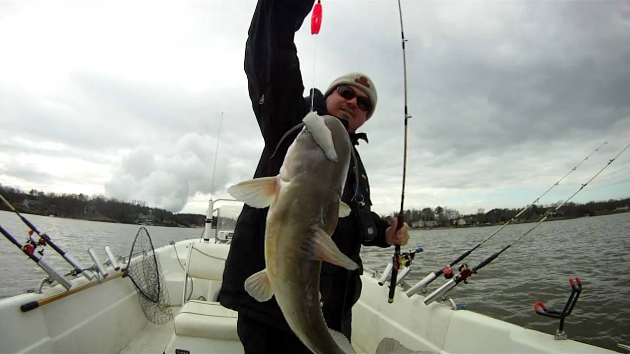 Catfish Christmas Boogey YouTube