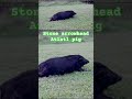 Stone arrowhead, atlatl pig