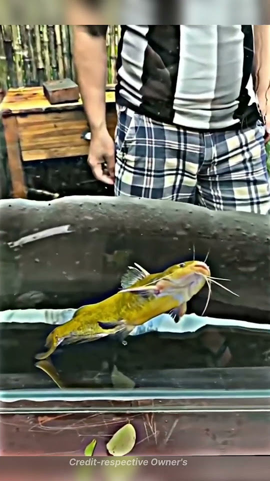 The Electric Eel. - YouTube