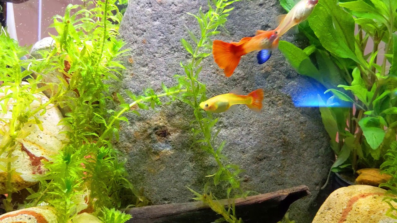 Natural Guppy Breeding Tank YouTube
