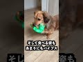 弟に兄がヤンキーになってるドッキリ仕掛けてみた！