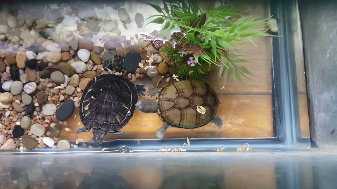 camera iphone 8 plus apk Hungry hungry Turtles