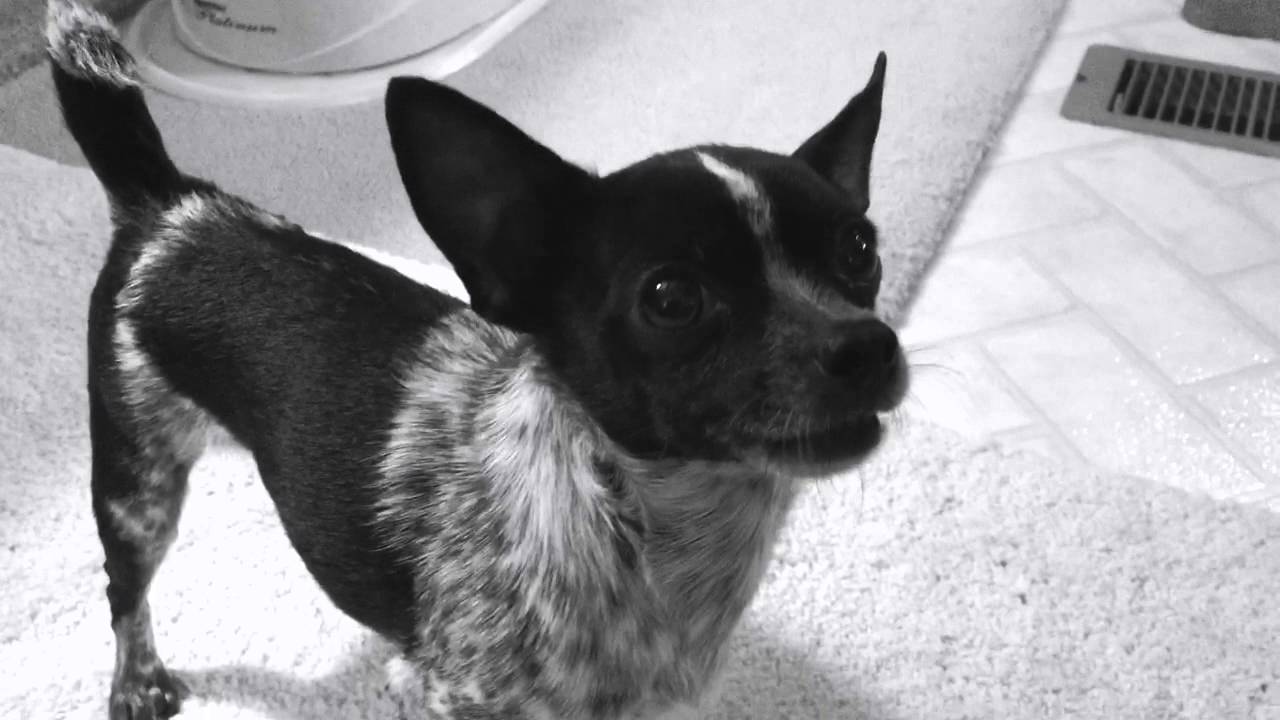 WATCH Chihuahuas Teeth Chatter FUNNY YouTube