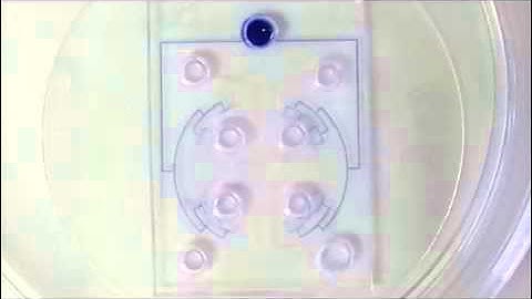 Testing Aß toxicity on primary CNS cultures using drug-screening microfluidic chips