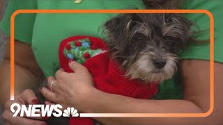 Meet the 'Yorkie Four' at Maxfund