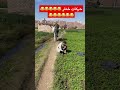 حركات خطيره Dahik Funny حركات خطيره Dahik Funny