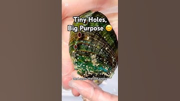 Why Do Abalone Shells Have Holes? 🐚 Nature