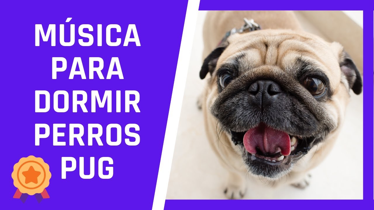 La Web De Los Perros Pug Manipistachepugs Com