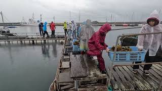 海の森づくり推進協会・昆布収穫20230415