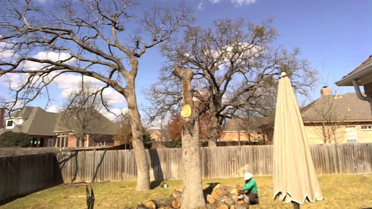 Oak Tree Removal - YouTube