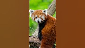 These Adorable Red Pandas Are What You Need Today 🐼😍#Shorts
