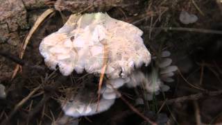 paddenstoelen - Dennenschelpzwam