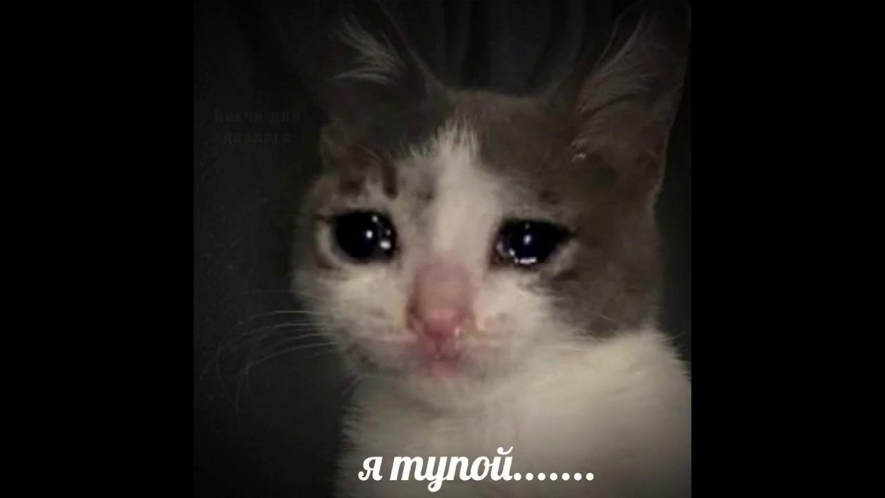 Котенок плачет. Котенка который плачет. Котенок плачет. Котенка который плачет. Грустный котенок.