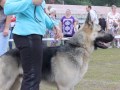 Выставка собак. Березники 11.08.2013 г. ВЕО, кобели открытй класс