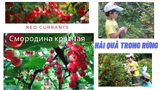 Life In Russia|Red Currants|Mùa Hè Nước Nga|Hái Phúc Bồn Tử Đỏ Trong Rừng|Смородина Красная|Sami Rim