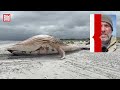 ANHOLT: Wal Timmy erfolgreich an Land gezogen!