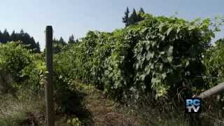Meet the Farmer: Stringtown Winery and Lavender Farm News