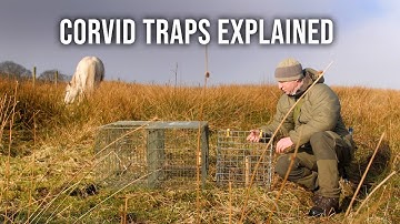 Corvid Traps Explained