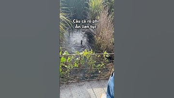 Câu cá rô phi giật cháy nách #cuoccauca #fishing #câmnhhhb