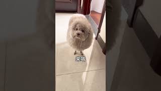 Toy poodle with sheep like hair cut. #toypoodle #poodle #shortsfeed #dog #doglover #dogsvideos #pets