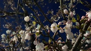 いきもの図鑑#2 春･花々