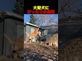 大型犬が大好きな遊び方