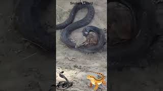 Lizard v Snake #shortsvideo #snake  #leopard #lizard  #wildlife #youtubeshorts #youtube #shorts
