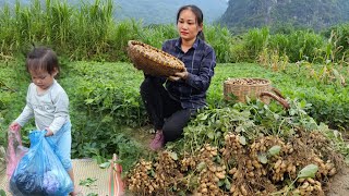 Harvesting Peanut Goes To The Market Sell  Taking care of pets  Gardening | Lý Phúc An