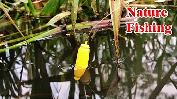 Cá rô bự tụ về chuồng vịt bỏ mồi xuống là liệt phao liền | THÚ VUI MIỀN TÂY. Tập 451