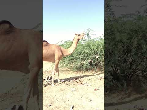 الجمل يأكل عظام الحيوانات الميتة