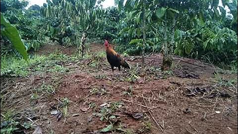 Cuab Qaib qus xyoo 2022.bẫy gà rừng đầu mùa 2022