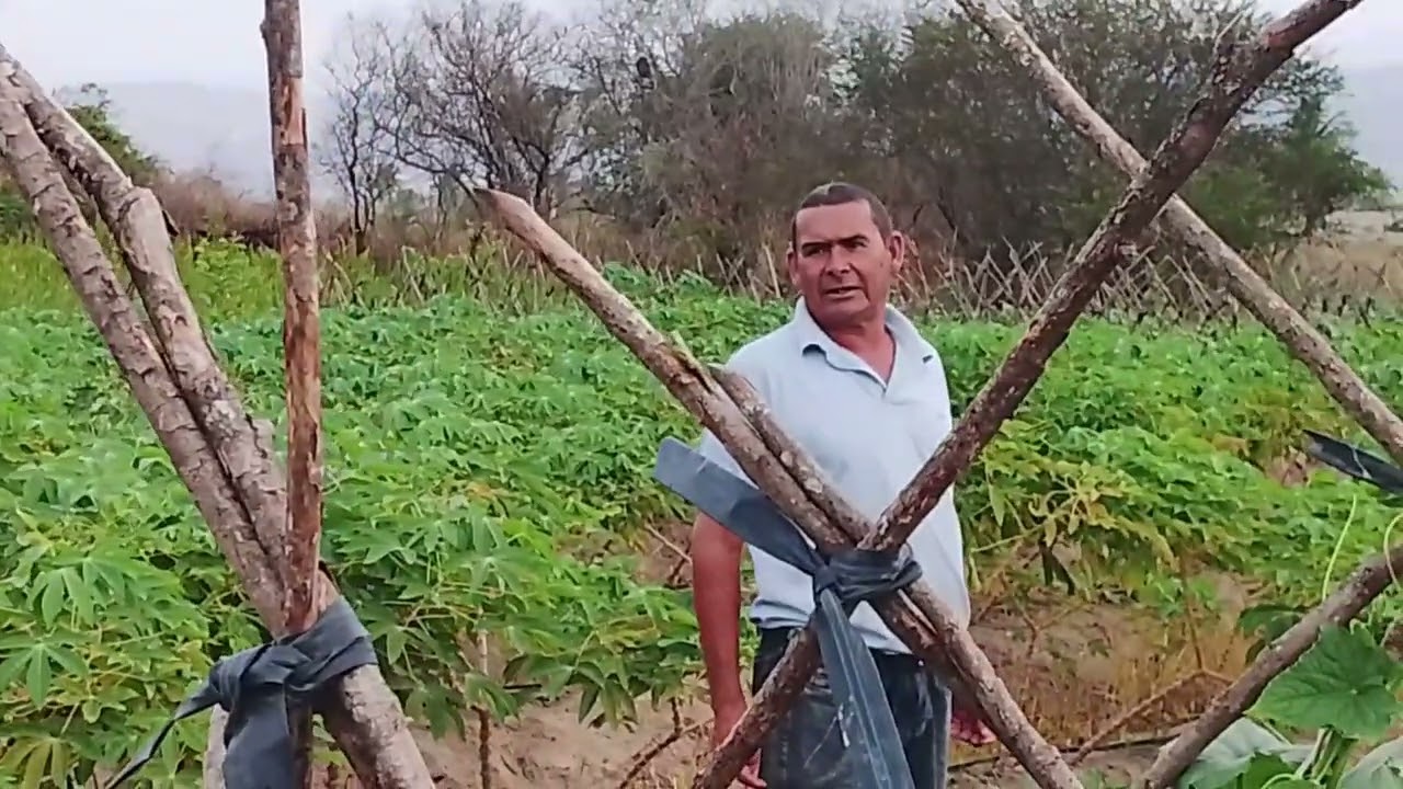 Mostrando plantações de pipino macacheira pimenta de cheiro vem com nós 
