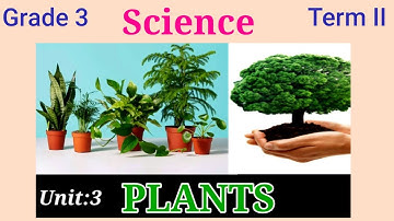 Samacheer book Science /Grade 3 Term 2 / Unit :3 PLANTS