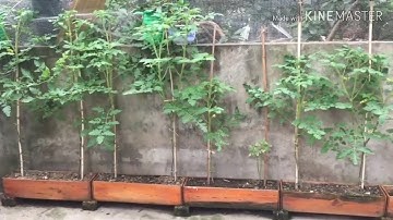 Cà chua chuỗi ngọc trồng trong hộp gỗ