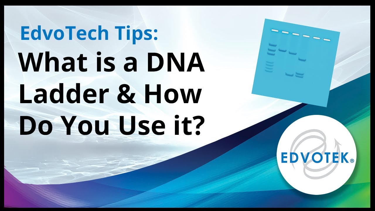 EdvoTech Tips: What is a DNA Ladder and how do you use it?