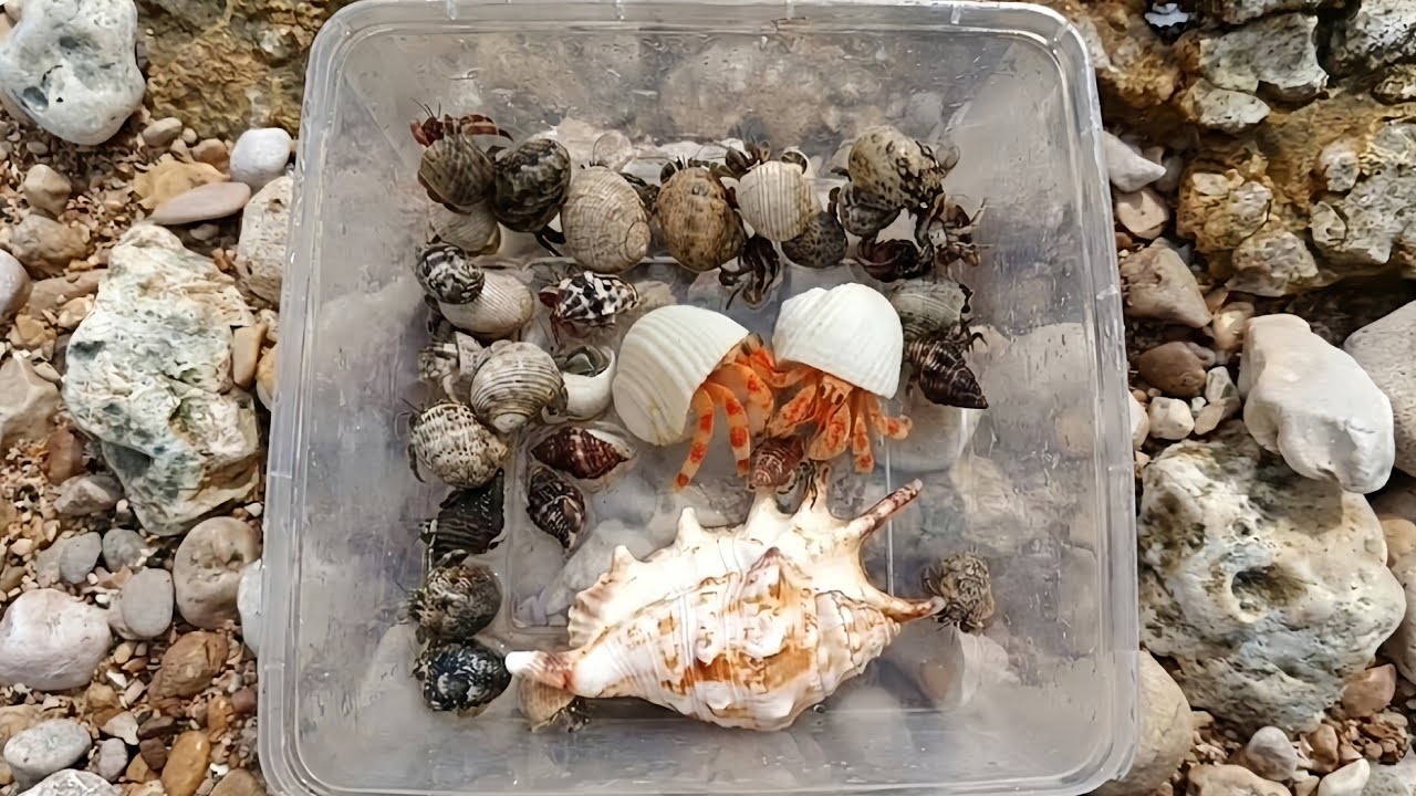 Gak Nyangka! Ternyata Banyak Kelomang Hias Di Tepi Air Ini