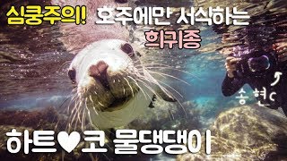 [심쿵주의] 이보다 귀여운 바다 생명 본 적있어?! - [Australia Sea Lion] 호주 바다 사자와 아이컨택! 하며 수영