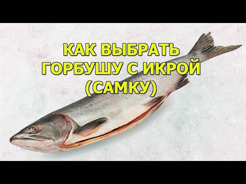 Как выбрать горбушу с икрой. Как отличить самку от самца