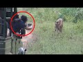 6 Tiger Encounters You Should Never Watch