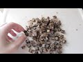 Middle of video
