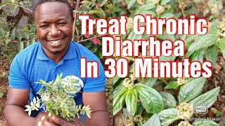 How To Treat Chronic Diarrhea With Local Herb Called Euphorbia Hirta.
