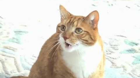 Shortest Video on Youtube Part 7 LOOPED